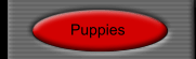 Puppies