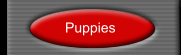 Puppies